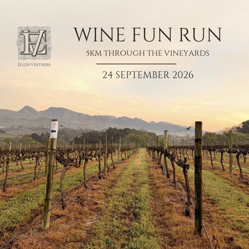 Elgin Vintners Wine Fun Run – 5km Through the Vineyards