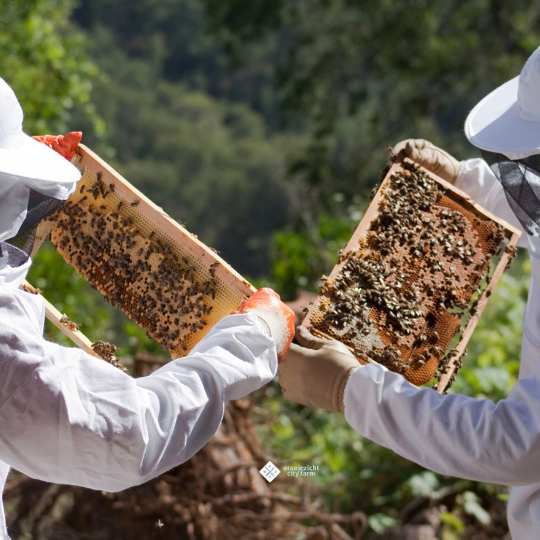 OZCF BEEKEEPING WORKSHOP