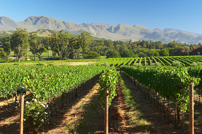Elgin Vintners Guesthouse